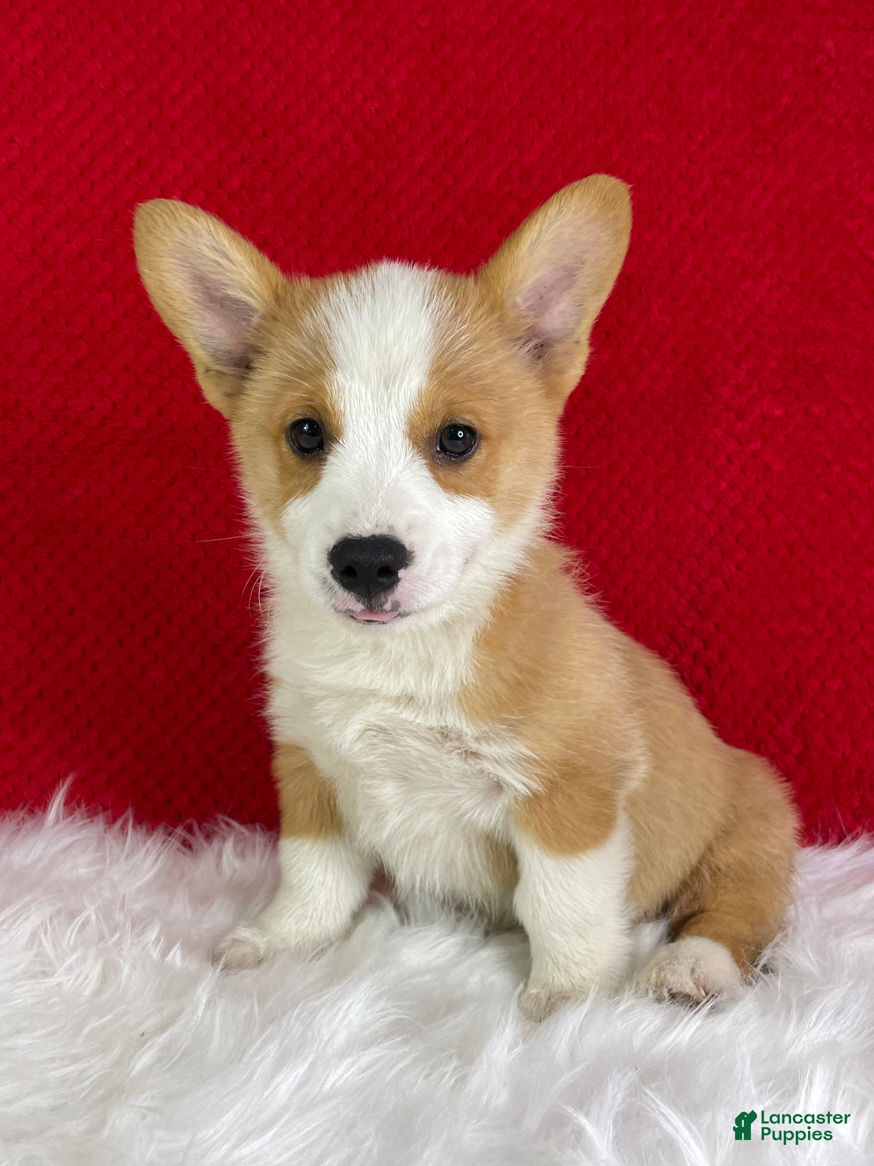 Welsh Corgi Pembroke dogs Ollie - Ad 1