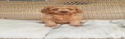 Cavapoo dogs for sale: Skye - Ad 11