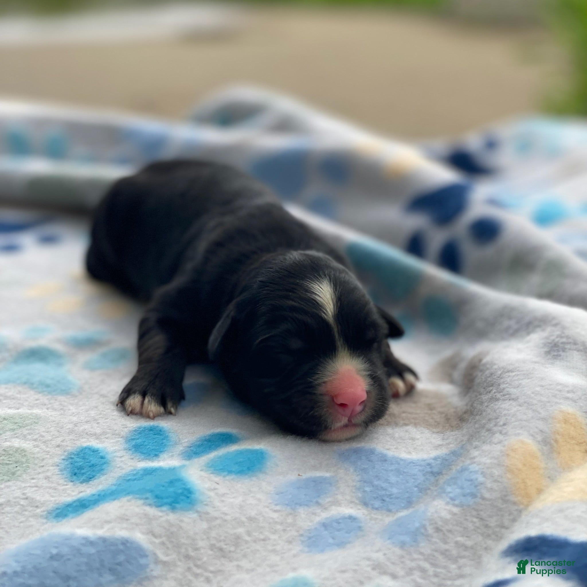 Mixed Breed dogs Sage - Ad 1