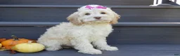 Cockapoo dogs for sale: Trixie - Ad 3
