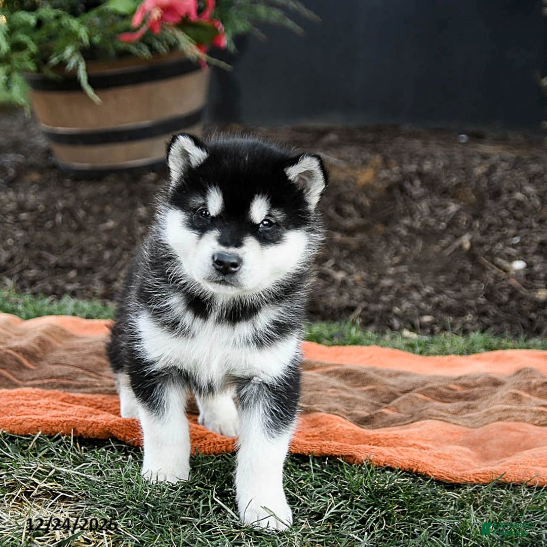 Alaskan Malamute dogs for sale: Judd - Ad 2
