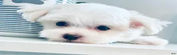 Maltese dogs for sale: Toy sized Andi - Ad 3