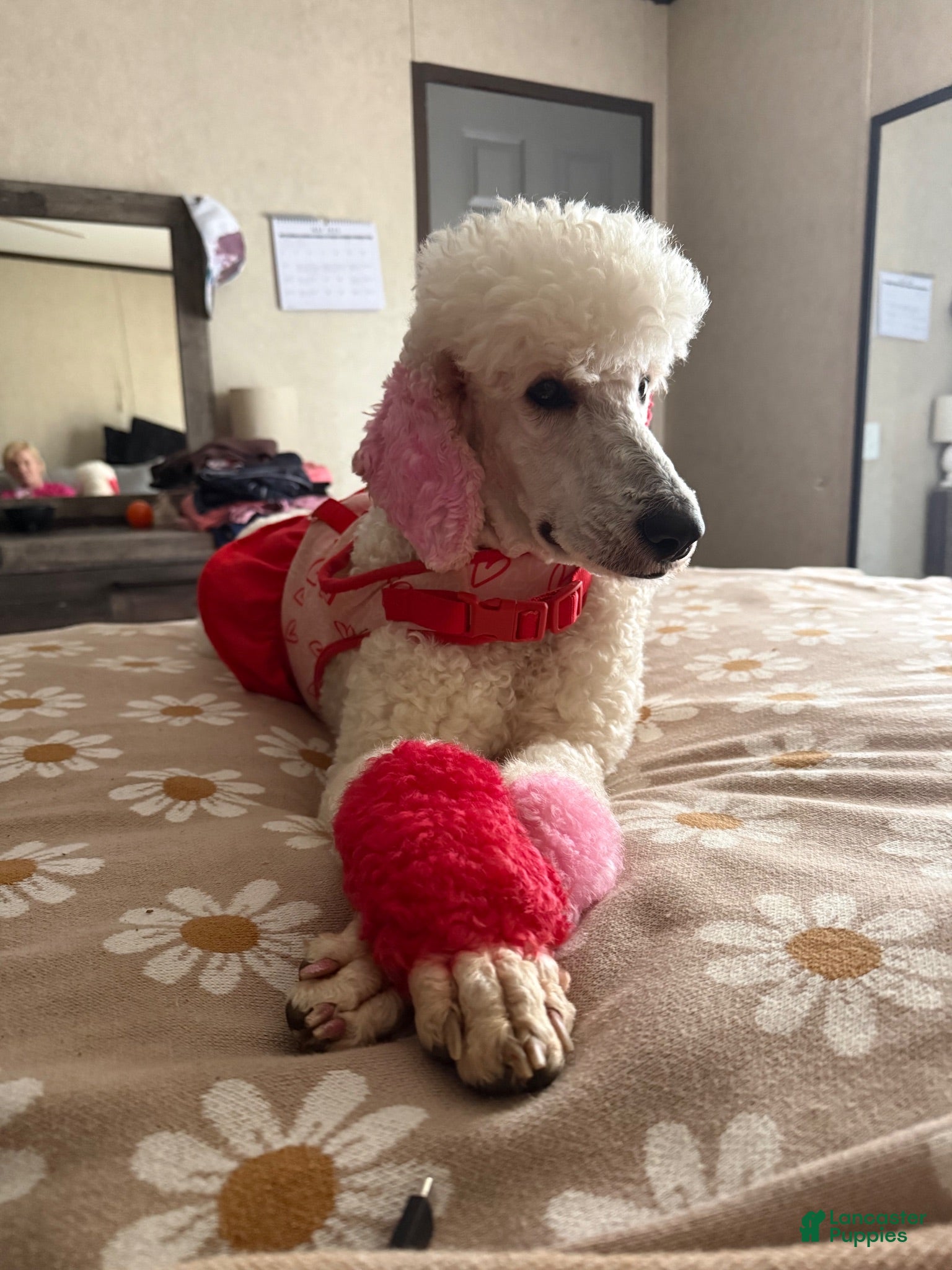 Standard Poodle dogs Standard Poodle 1 - Ad 11