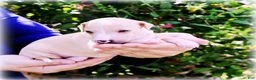 Italian Greyhound dogs for sale: Zoe - Ad 3