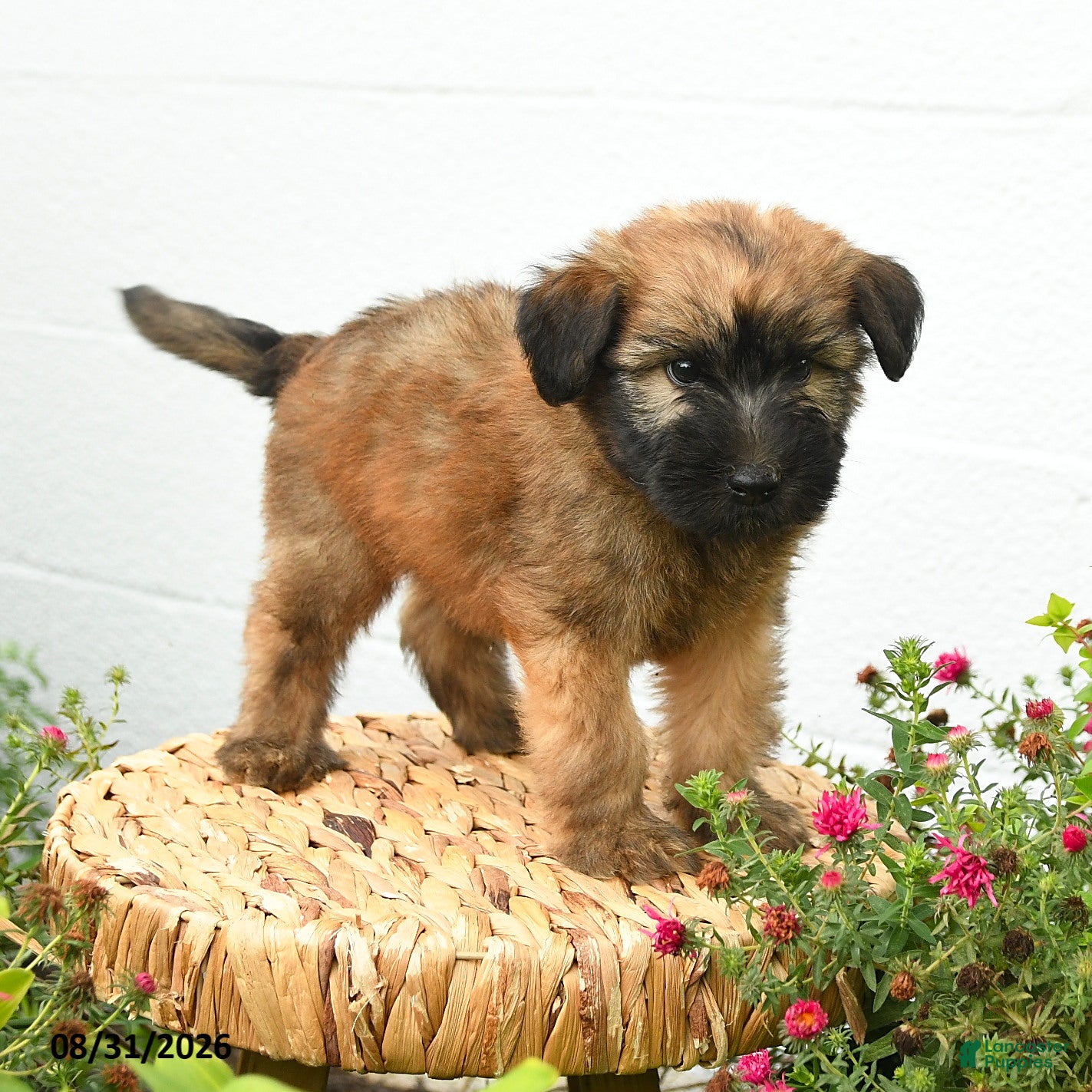 Soft Coated Wheaten Terrier dogs Chester - Ad 1