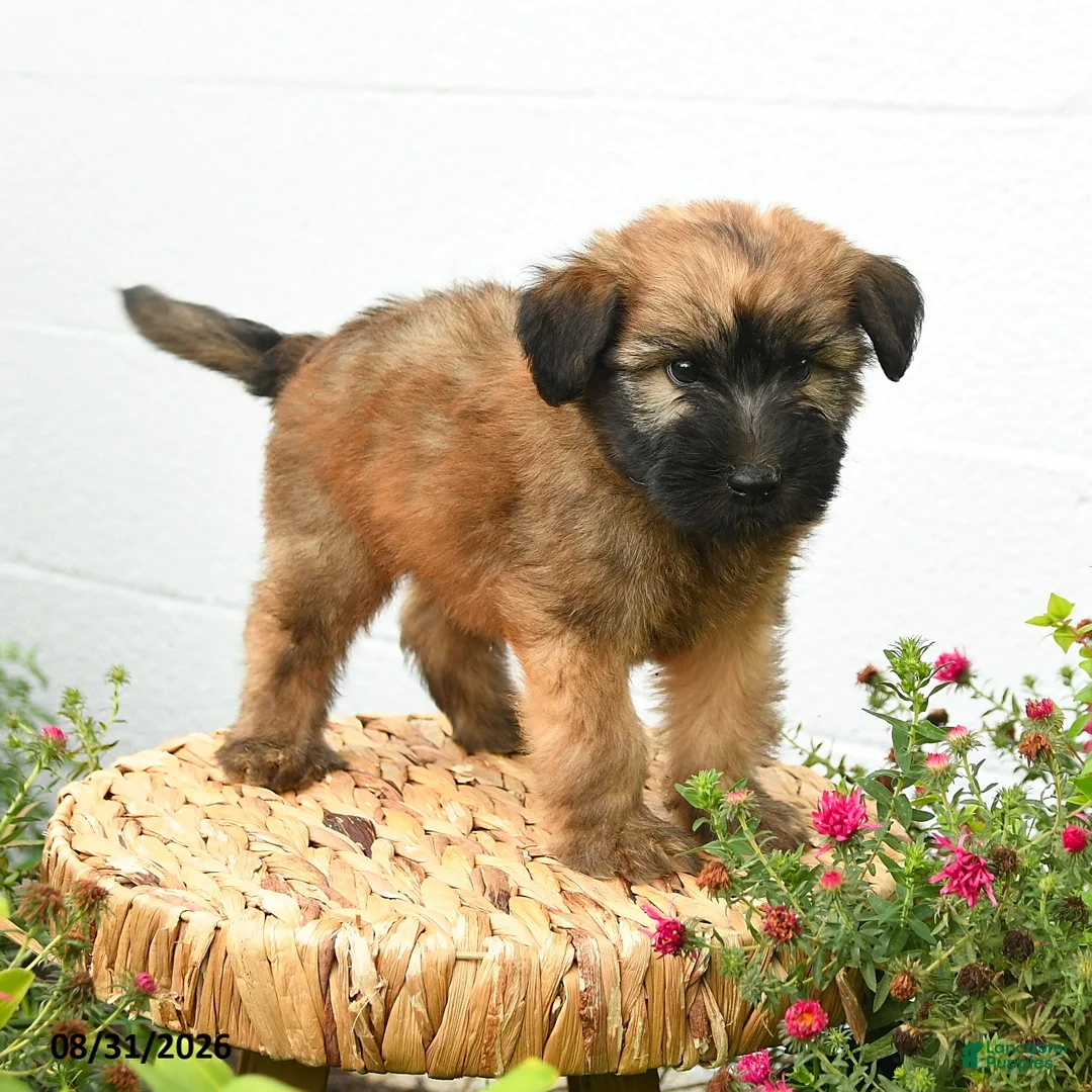 Soft Coated Wheaten Terrier dogs for sale: Chester - Ad 1