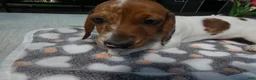 Miniature Dachshund dogs for sale: Miniature Dachshund 2 Penny - Ad 3