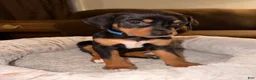 Mixed Breed dogs for sale: Ms. Navy Blue - Ad 2