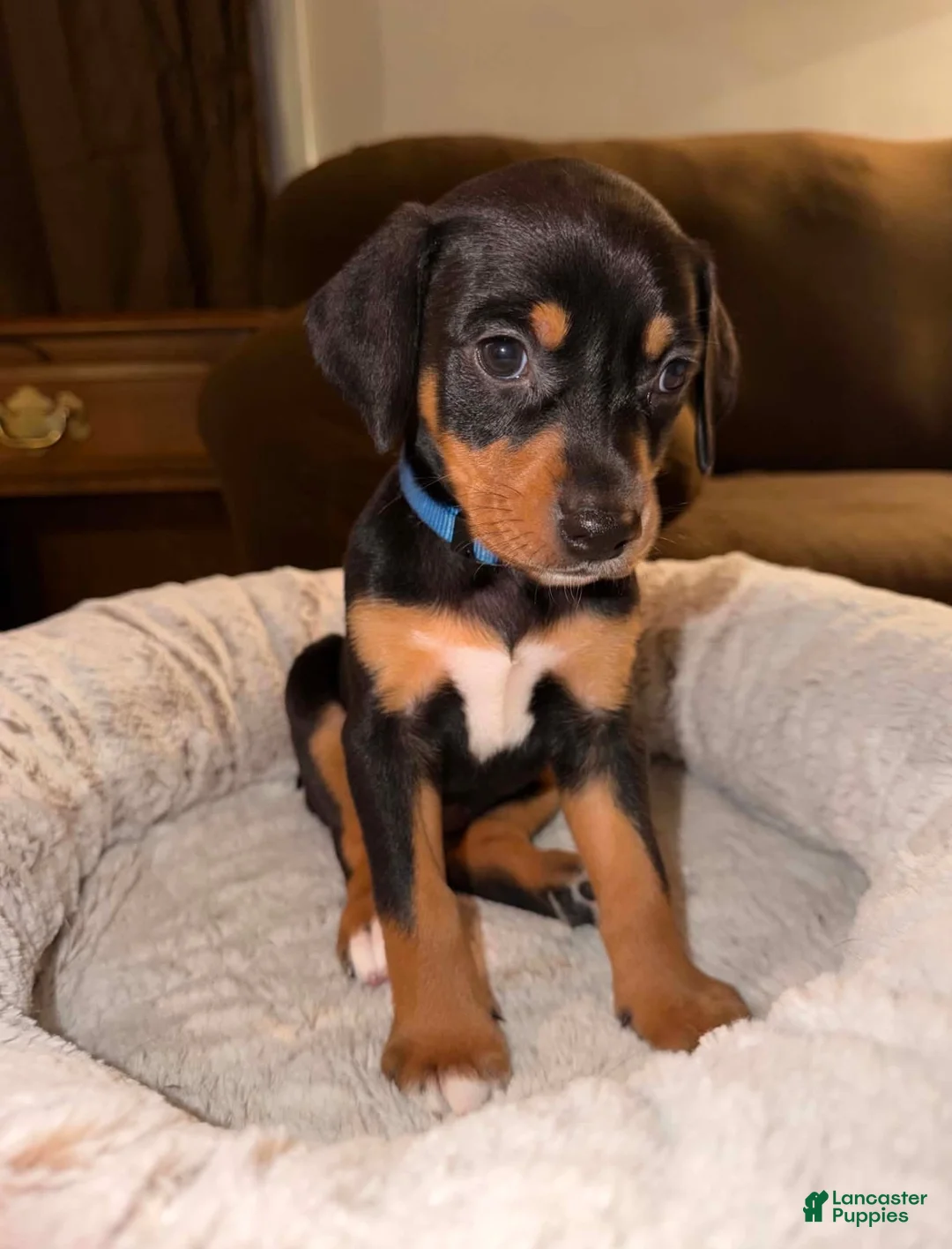 Mixed Breed dogs for sale: Ms. Navy Blue - Ad 2
