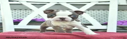 Boston Terrier dogs for sale: Prince   - Ad 2