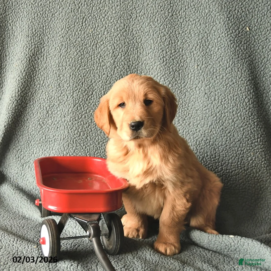 Golden Retriever dogs for sale: Koda  - Ad 3