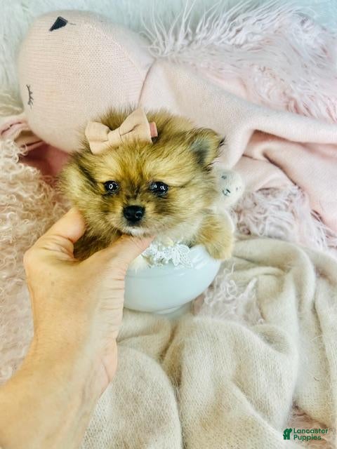 Pomeranian dogs Pomeranian Puppy 1 - Ad 12