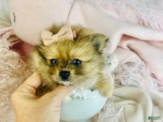 Pomeranian dogs Pomeranian Puppy 1 - Ad 12