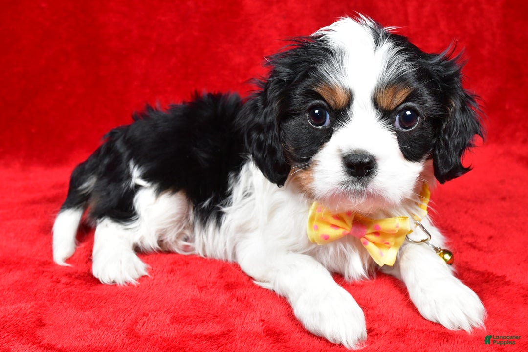 Cavalier King Charles Spaniel dogs for sale: Fritz - Ad 2