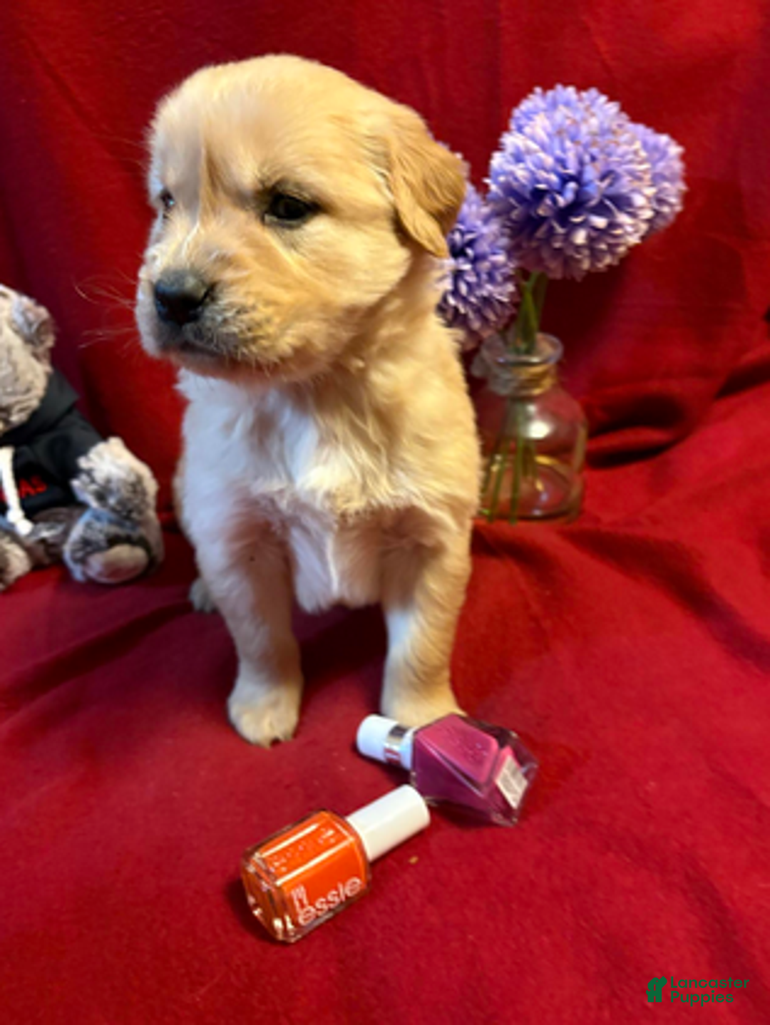Golden Retriever dogs for sale: Teddi - Ad 3