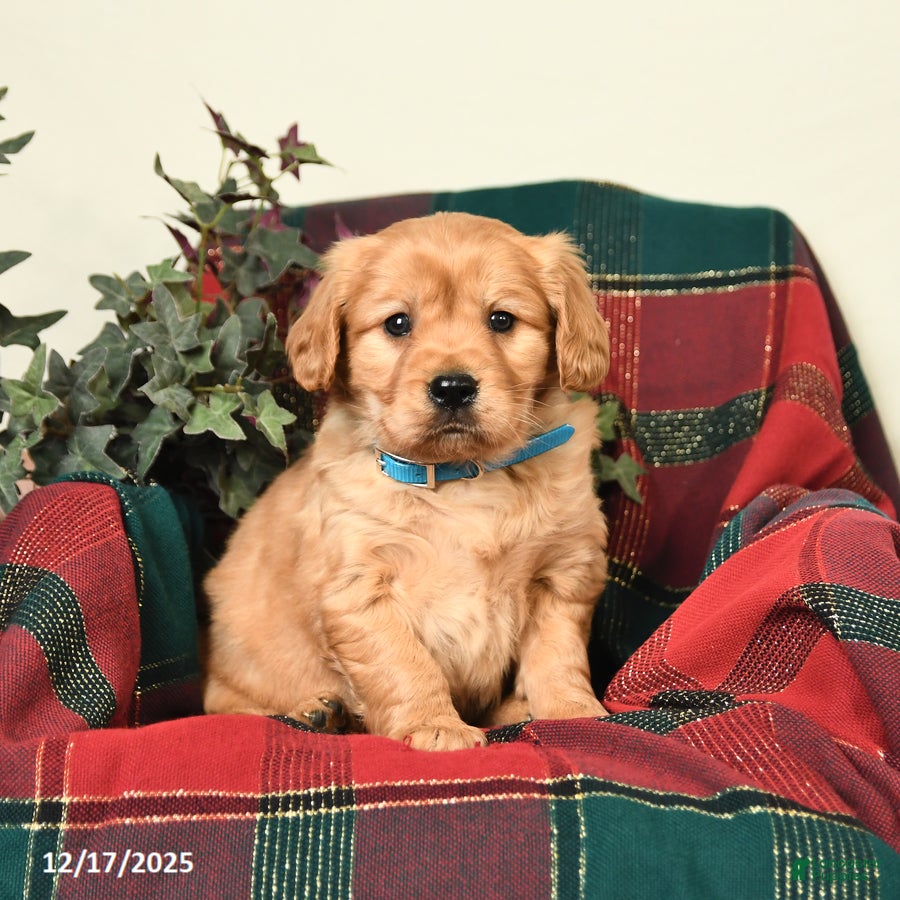 Miniature Golden Retriever dogs Tyler - Ad 28