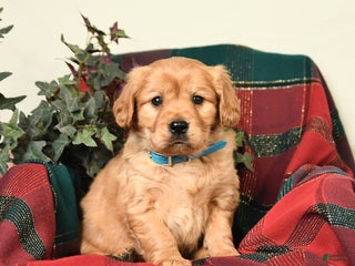 Miniature Golden Retriever dogs Tyler - Ad 28