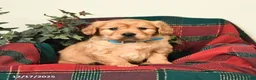Miniature Golden Retriever dogs for sale: Tyler - Ad 1