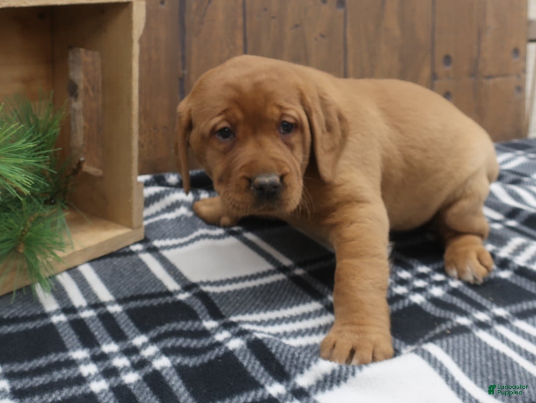 Labrador Retriever dogs for sale: Ivy - Ad 2