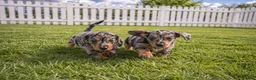 Miniature Dachshund dogs for sale: Willow - Ad 8