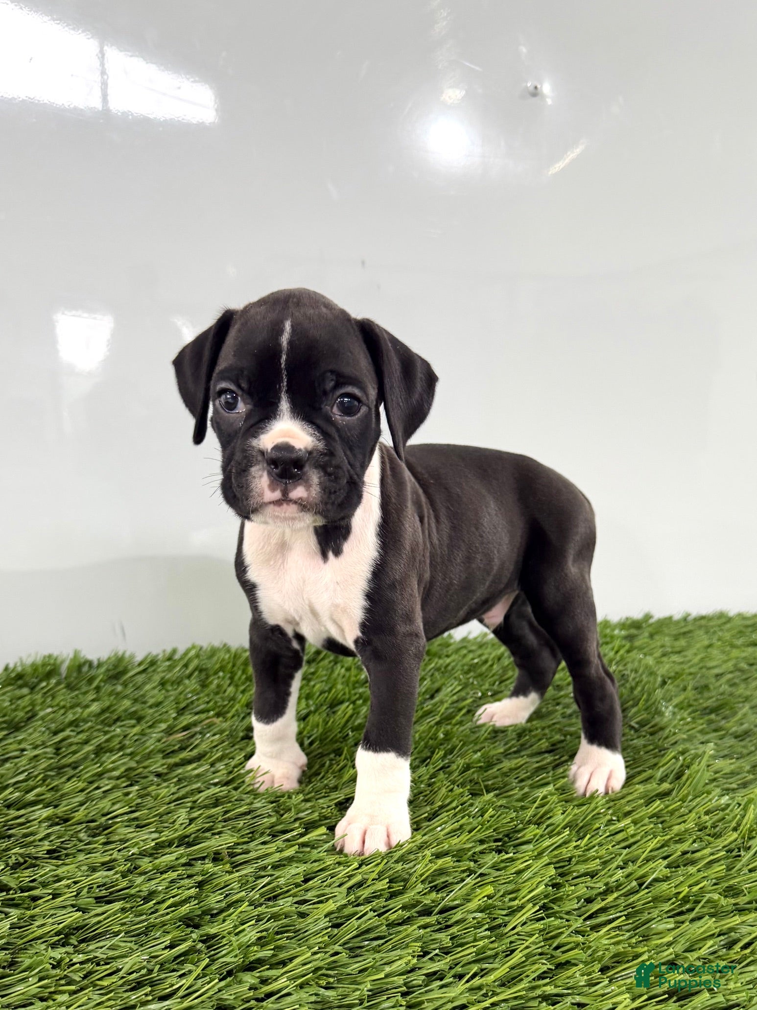 Boxer dogs Murphy - Ad 1