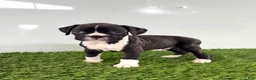 Boxer dogs for sale: Murphy - Ad 1
