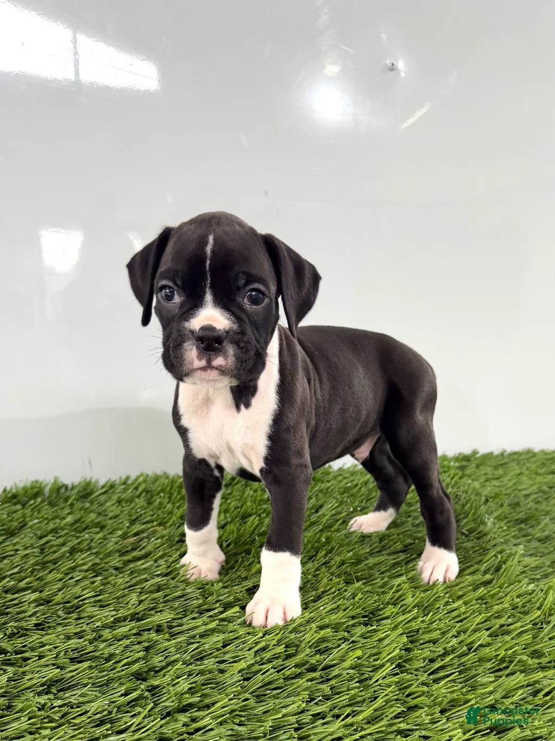 Boxer dogs for sale: Murphy - Ad 1