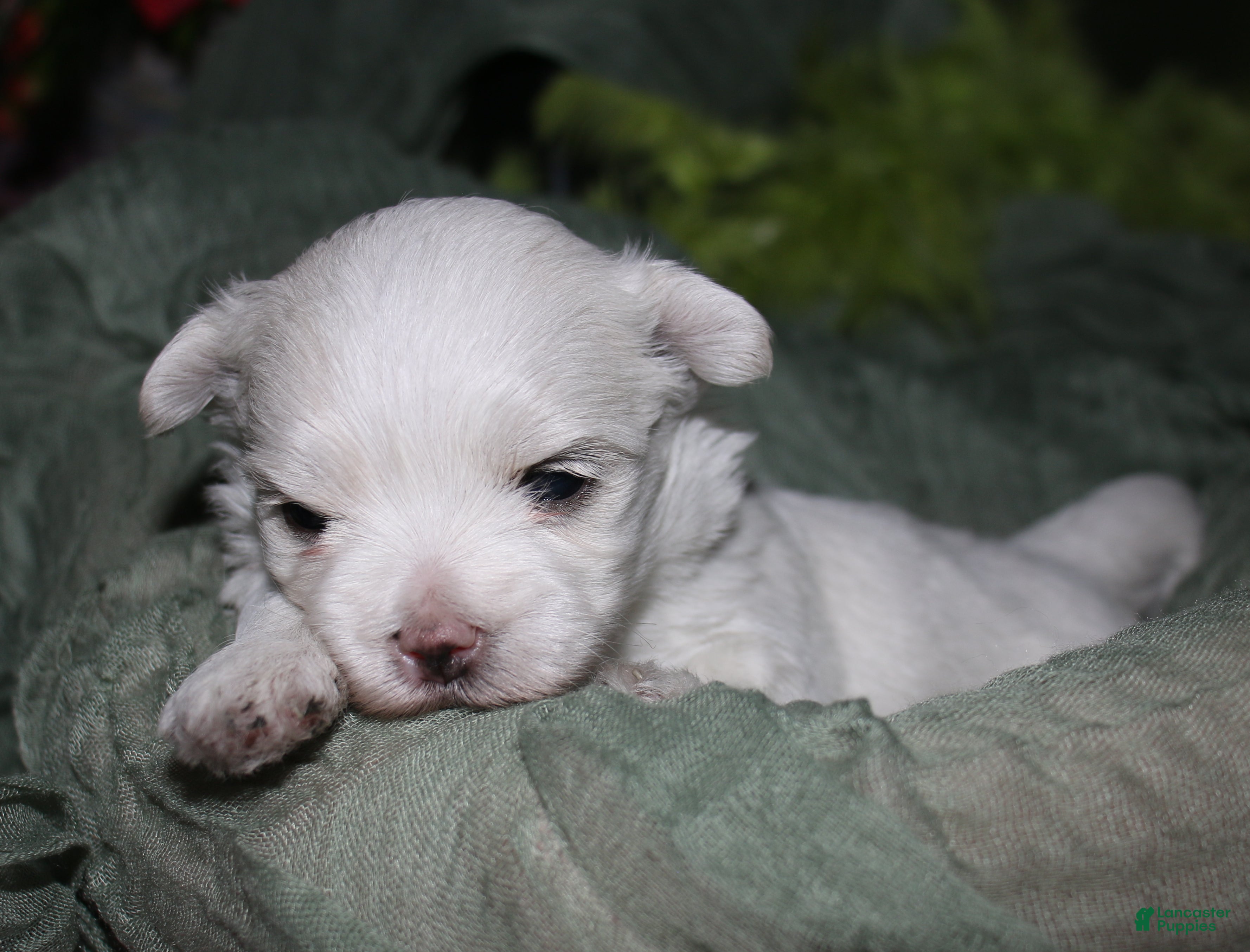 Maltese dogs for sale: Stumpy - Ad 3