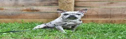 Frenchton dogs for sale: Rayna - Ad 6
