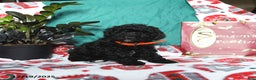 Cavapoo dogs for sale: Raven - Ad 3