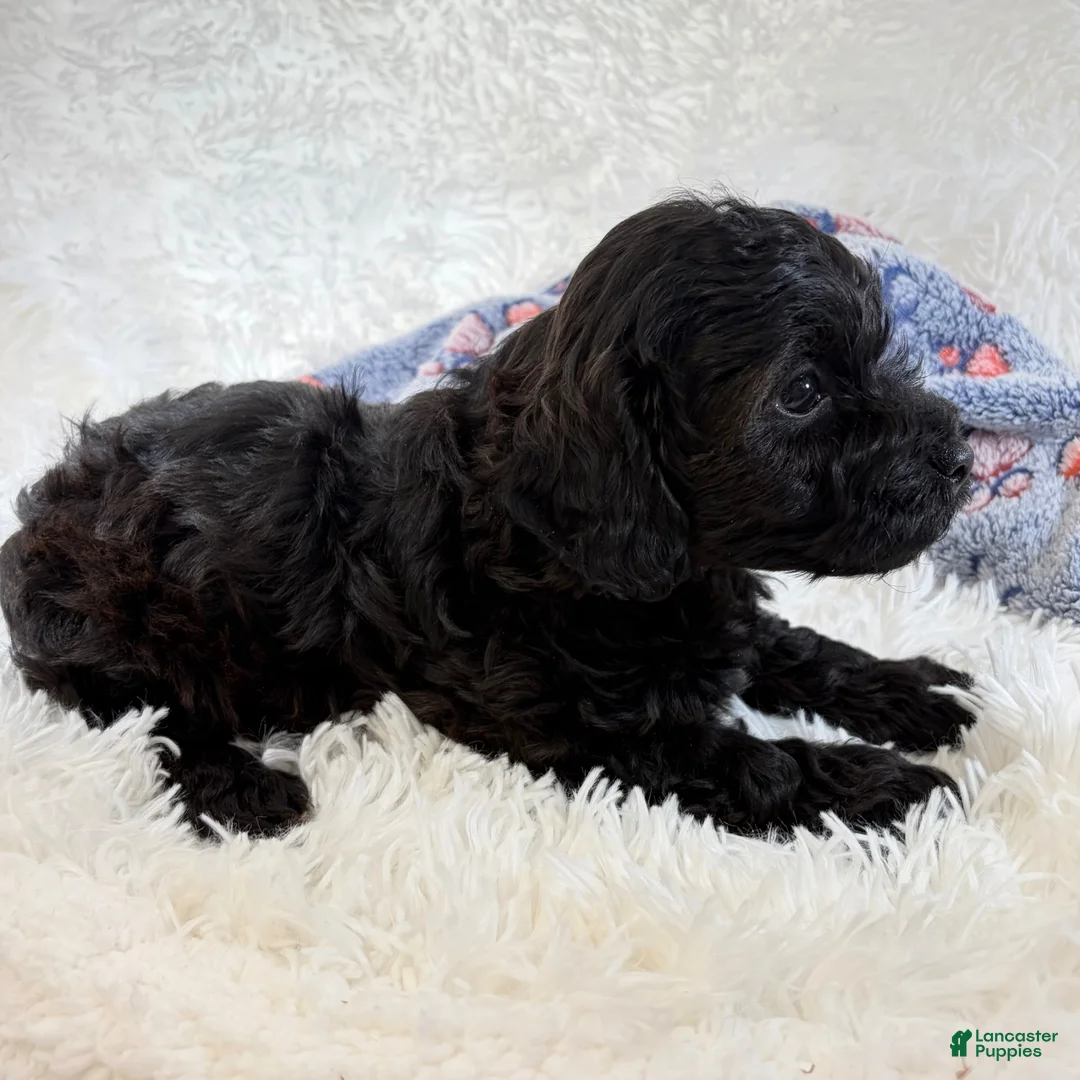 Shihpoo dogs for sale: Vader F1B shihpoo  - Ad 2