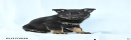 German Shepherd dogs for sale: Penny - Ad 4