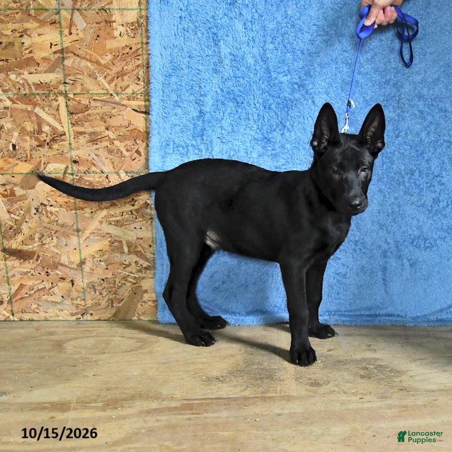 Belgian Malinois dogs for sale: Lupin - Ad 2