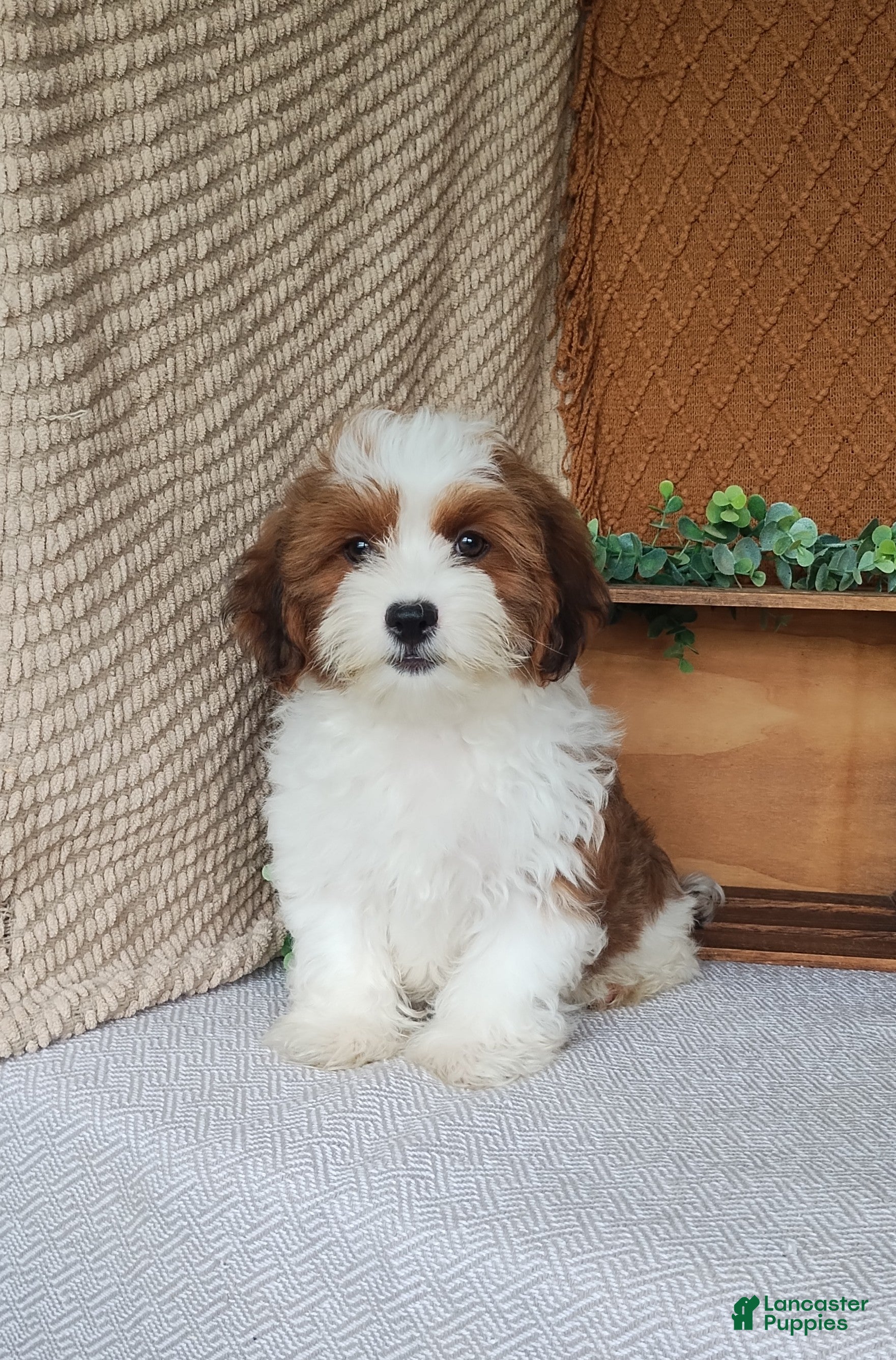 Havanese dogs Cocoa  - Ad 1