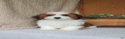 Havanese dogs for sale: Cocoa  - Ad 1