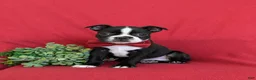 Boston Terrier dogs for sale: Prescot - Ad 1