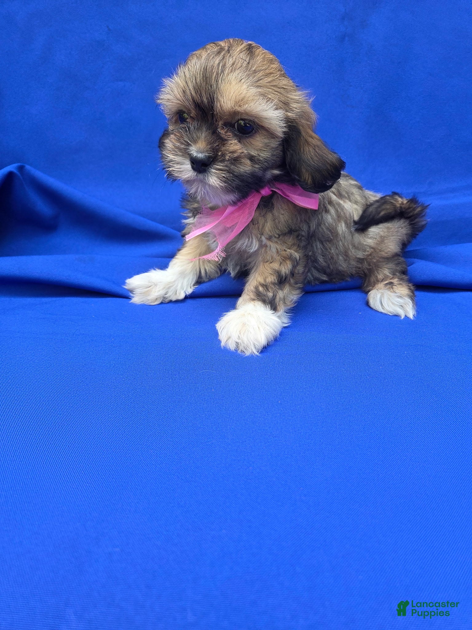 Maltipoo dogs Jayla  - Ad 25