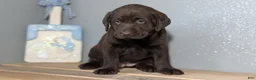 Labrador Retriever dogs for sale: Lola - Ad 2