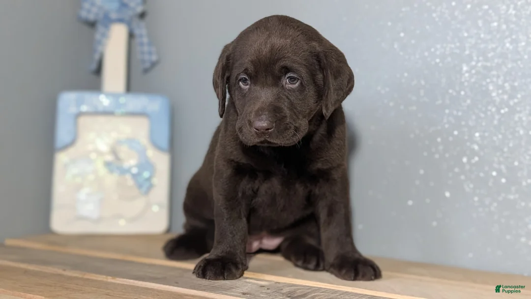 Labrador Retriever dogs for sale: Lola - Ad 2