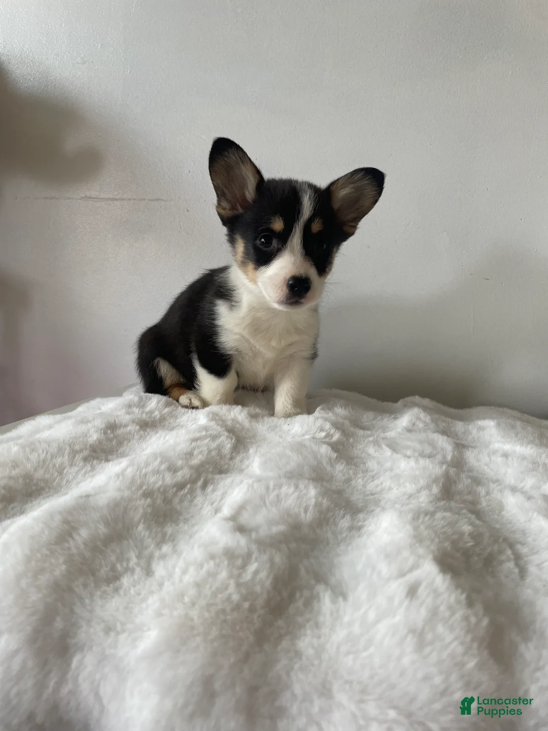 Welsh Corgi Pembroke dogs for sale: Bubbles - Ad 2