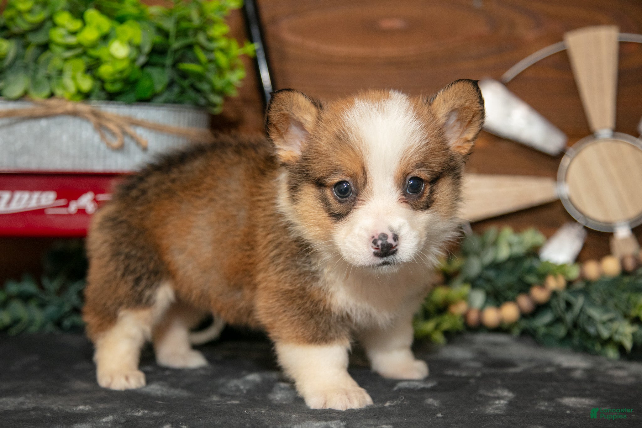 Welsh Corgi Pembroke dogs Buttercup - Ad 2