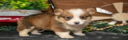 Welsh Corgi Pembroke dogs for sale: Buttercup - Ad 2