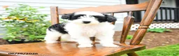 Yorkiepoo dogs for sale: Rose  - Ad 3