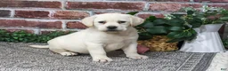 Labrador Retriever dogs for sale: Diamond - Ad 2