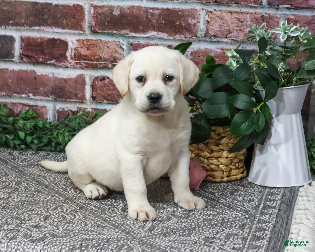 Labrador Retriever dogs for sale: Diamond - Ad 2