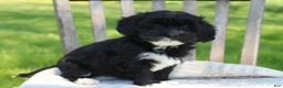 Havapoo dogs for sale: Tausha - Ad 4