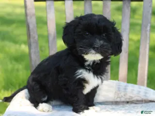 Havapoo dogs for sale: Tausha - Ad 2