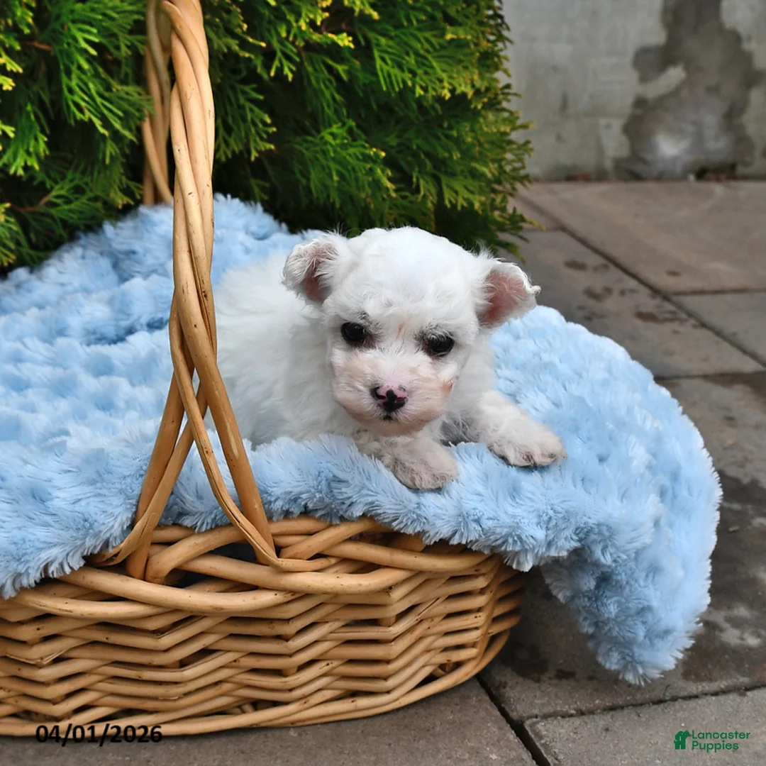 Bichon Frise dogs for sale: Summit - Ad 2