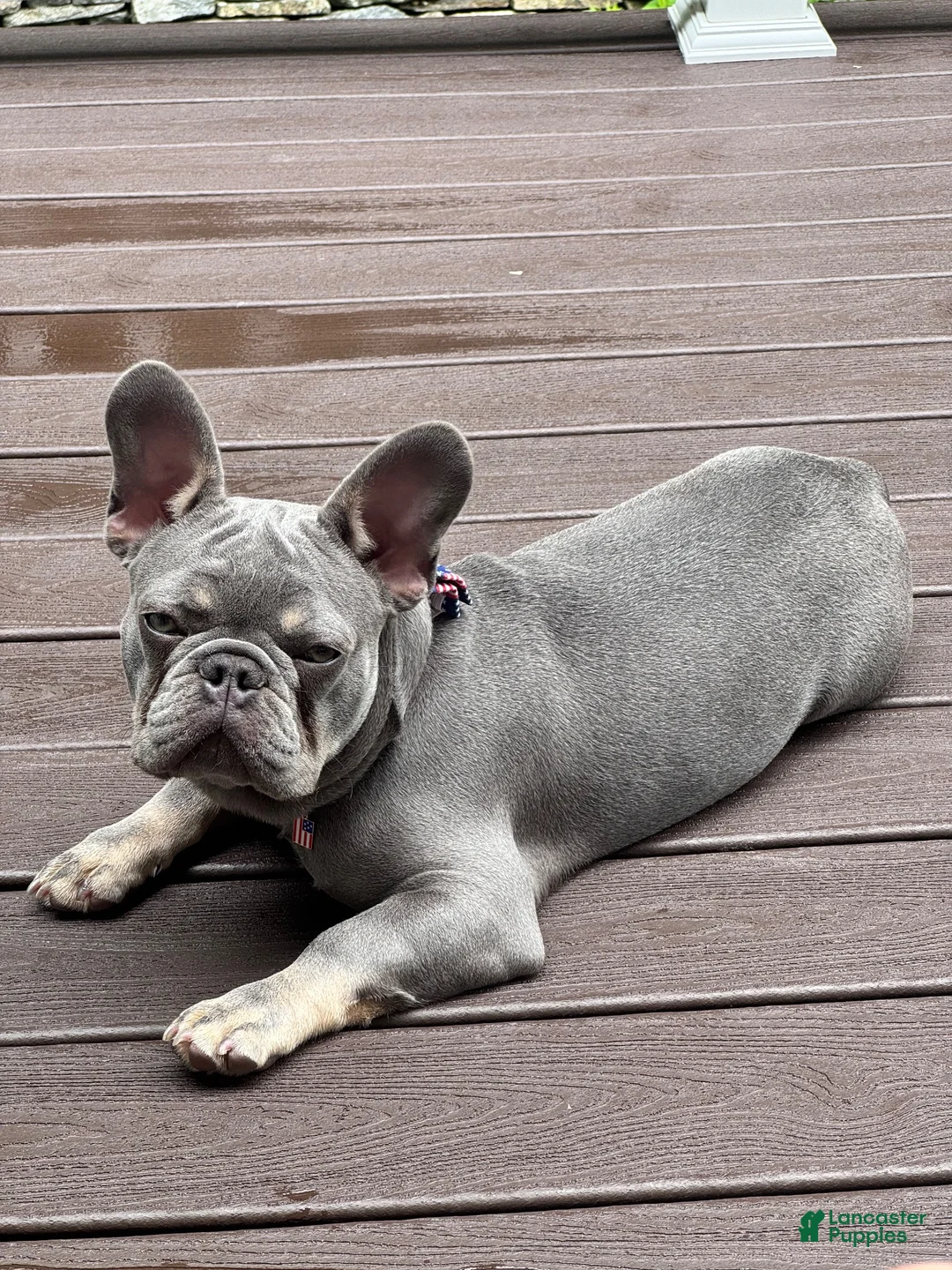 French Bulldog dogs for stud: Enzo litter - Ad 3