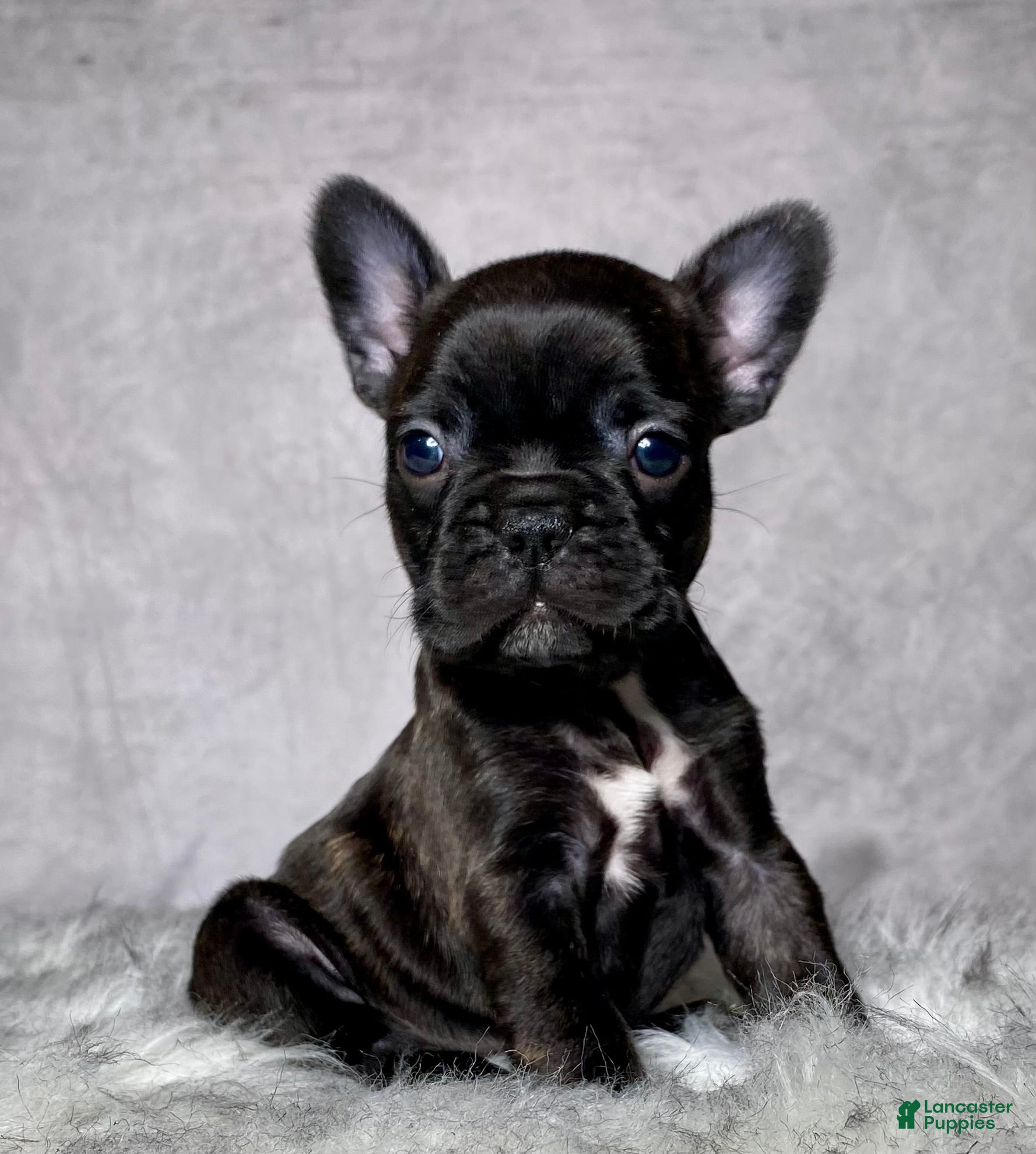 Frenchton dogs Miss Ruby - Ad 1